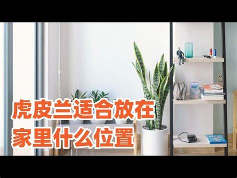 虎尾蘭可以放房間嗎|虎尾蘭：你的睡房空氣清新小幫手！ – 植物盆栽綠寶典